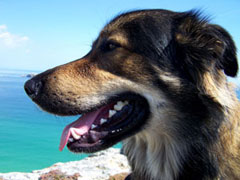 hund