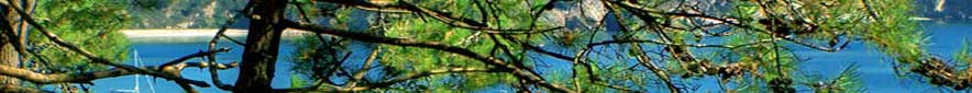 baum