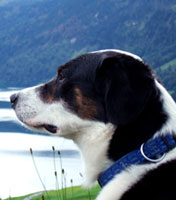 hund