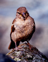 vogel