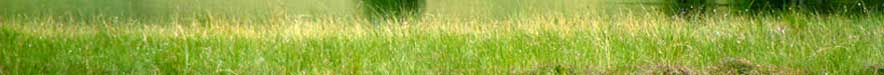 wiese