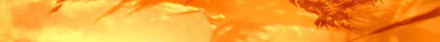 cranio-head.jpg cranio-head.jpg